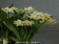 广州慧娴科技有限公司